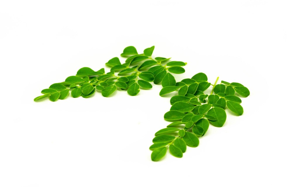 Moringa Leaves - 7 Health Benefits and 8 Nutrition Values