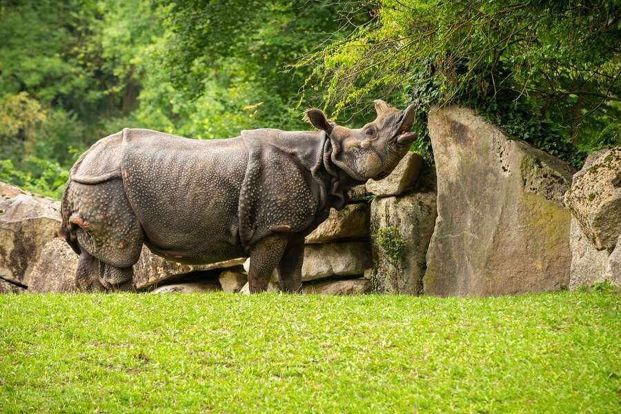 Rich Wildlife and Natural Beauty of Kaziranga National Park, Assam