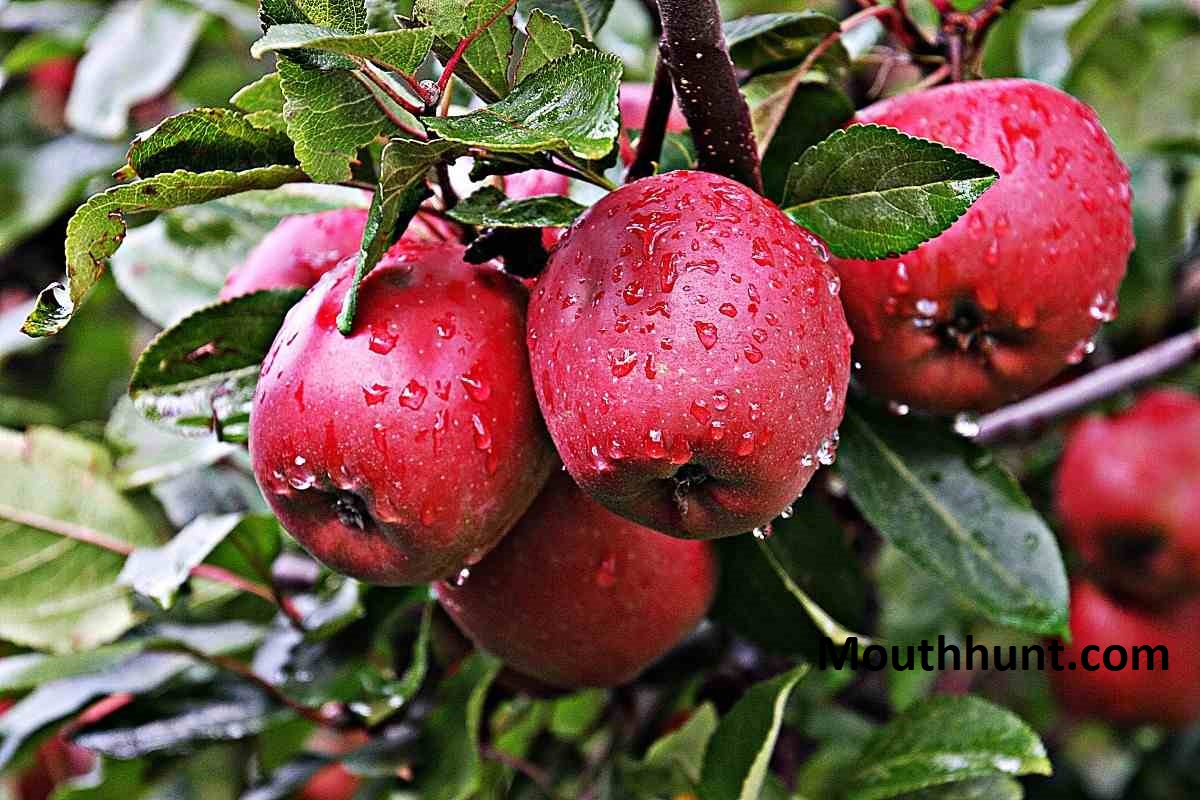 Apple: History, Cultivation, Health Benefits, and Nutritional Value