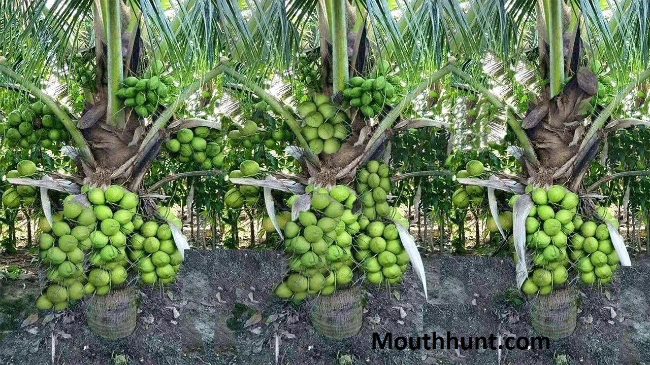 The wonder fruit Coconut :Health and Nutrition Benefits of Coconut