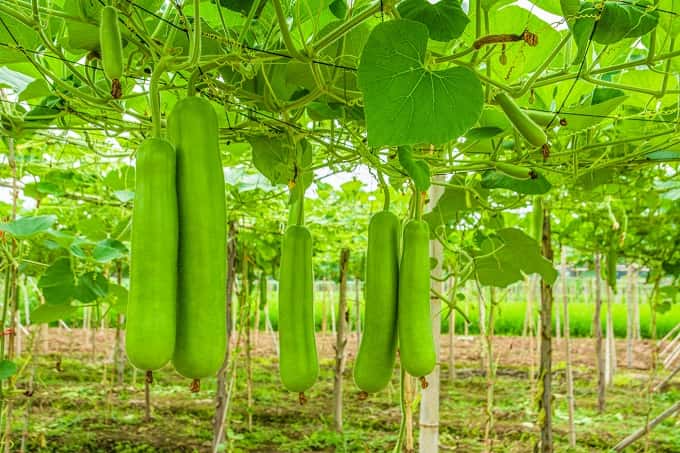 Bottle Gourd [Lauki] :Health Benefits and Nutritional value