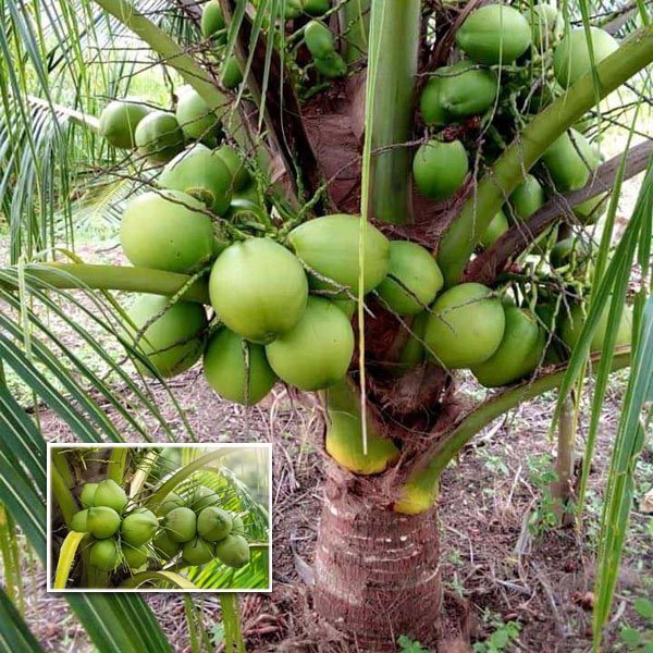 The Power of Green Coconut Water